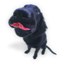 Puppy 5 Icon, Puppy 5,Dogs N Puppies,Animal