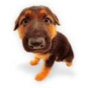 Puppy 6 Icon, Puppy 6,Dogs N Puppies,Animal