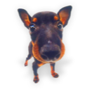 Puppy 8 Icon, Puppy 8,Dogs N Puppies,Animal