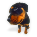 Puppy 9 Icon, Puppy 9,Dogs N Puppies,Animal