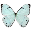 Mint Morpho Icon, Mint Morpho,Morpho Butterfly,Animal