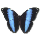 Morpho Achilles Icon, Morpho Achilles,Morpho Butterfly,Animal