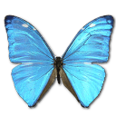 Morpho Adonis Huallega Top Icon, Morpho Adonis Huallega Top,Morpho Butterfly,Animal