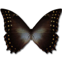 Morpho Amphitrion Icon, Morpho Amphitrion,Morpho Butterfly,Animal