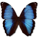 Morpho Deidamia Erica Icon, Morpho Deidamia Erica,Morpho Butterfly,Animal
