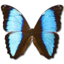 Morpho Deidamia Neoptolomous Icon, Morpho Deidamia Neoptolomous,Morpho Butterfly,Animal