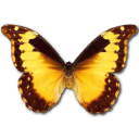 Morpho Diana Icon, Morpho Diana,Morpho Butterfly,Animal