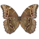 Morpho Didius Underside Icon, Morpho Didius Underside,Morpho Butterfly,Animal