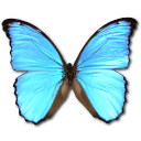 Morpho Didius Icon, Morpho Didius,Morpho Butterfly,Animal