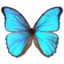 Morpho Godarti Icon, Morpho Godarti,Morpho Butterfly,Animal