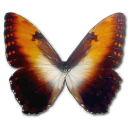 Morpho Hecuba sunset Icon, Morpho Hecuba sunset,Morpho Butterfly,Animal