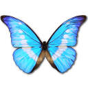 Morpho Helena Personal Icon, Morpho Helena Personal,Morpho Butterfly,Animal
