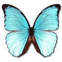 Morpho Menelaus Hubneri Icon, Morpho Menelaus Hubneri,Morpho Butterfly,Animal