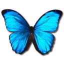 Morpho Menelaus Icon, Morpho Menelaus,Morpho Butterfly,Animal