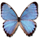 Morpho Partis Thamyris Icon, Morpho Partis Thamyris,Morpho Butterfly,Animal