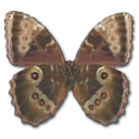 Morpho Peleides Montezuma Underside Icon, Morpho Peleides Montezuma Underside,Morpho Butterfly,Animal