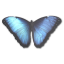 Morpho Peleides Icon, Morpho Peleides,Morpho Butterfly,Animal