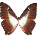 Morpho Phano Blue Icon, Morpho Phano Blue,Morpho Butterfly,Animal