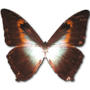 Morpho Phano Red Icon, Morpho Phano Red,Morpho Butterfly,Animal