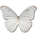 Morpho Polyphemus Icon, Morpho Polyphemus,Morpho Butterfly,Animal