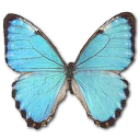 Morpho Portis Male Icon, Morpho Portis Male,Morpho Butterfly,Animal