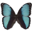 Morpho Pseudogamedes Icon, Morpho Pseudogamedes,Morpho Butterfly,Animal