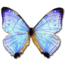 Morpho Sulkowski Pearl Morpho Icon, Morpho Sulkowski Pearl Morpho,Morpho Butterfly,Animal