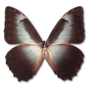 Morpho Telemachus Icon, Morpho Telemachus,Morpho Butterfly,Animal