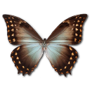 Morpho Theseus Amphotrion Icon, Morpho Theseus Amphotrion,Morpho Butterfly,Animal