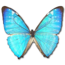 Morpho Zephyritis Male Icon, Morpho Zephyritis Male,Morpho Butterfly,Animal