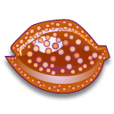 Cypraea cervus Icon, Cypraea cervus,Sea Shells,Animal,