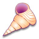 Littorina scabra angulifera 2 Icon, Littorina scabra angulifera 2,Sea Shells,Animal,