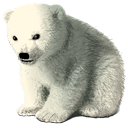 Baby Polar Bear Icon, Baby Polar Bear,Happy Holidays 2005,Holiday,