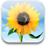 iPhoto Icon, iPhoto,iPhone icons,Phone,http://joshladella005.deviantart.com/art/iPhone-icons-91004527