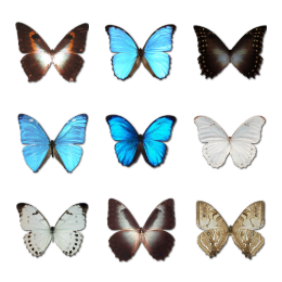 Morpho Butterfly Icons Set