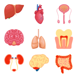 Anatomy Organ  Icons Set